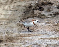 Charadrius pallidus pallidus