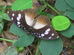 Aterica galene extensa