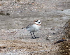 Charadrius pallidus pallidus