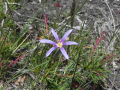 Sisyrinchieae