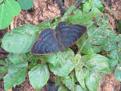 Euriphene