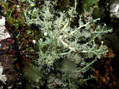 Sphaerophorus globosus