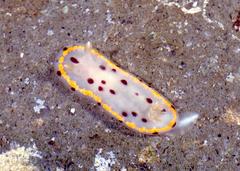 Goniobranchus tumuliferus