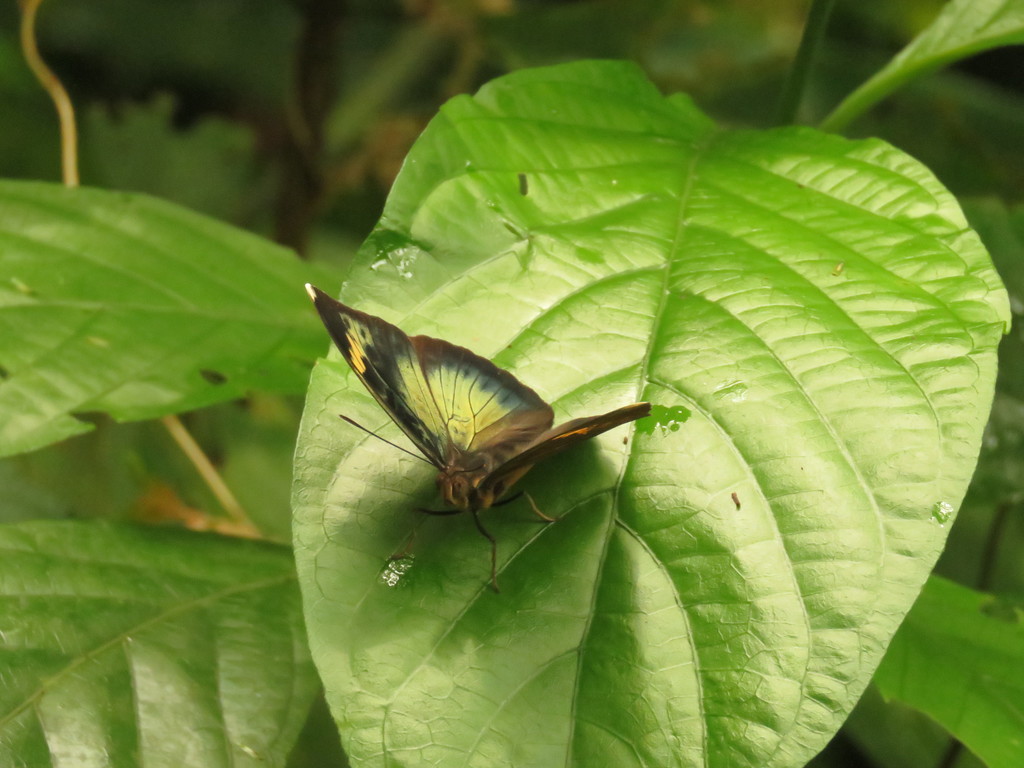 Bebearia luteola