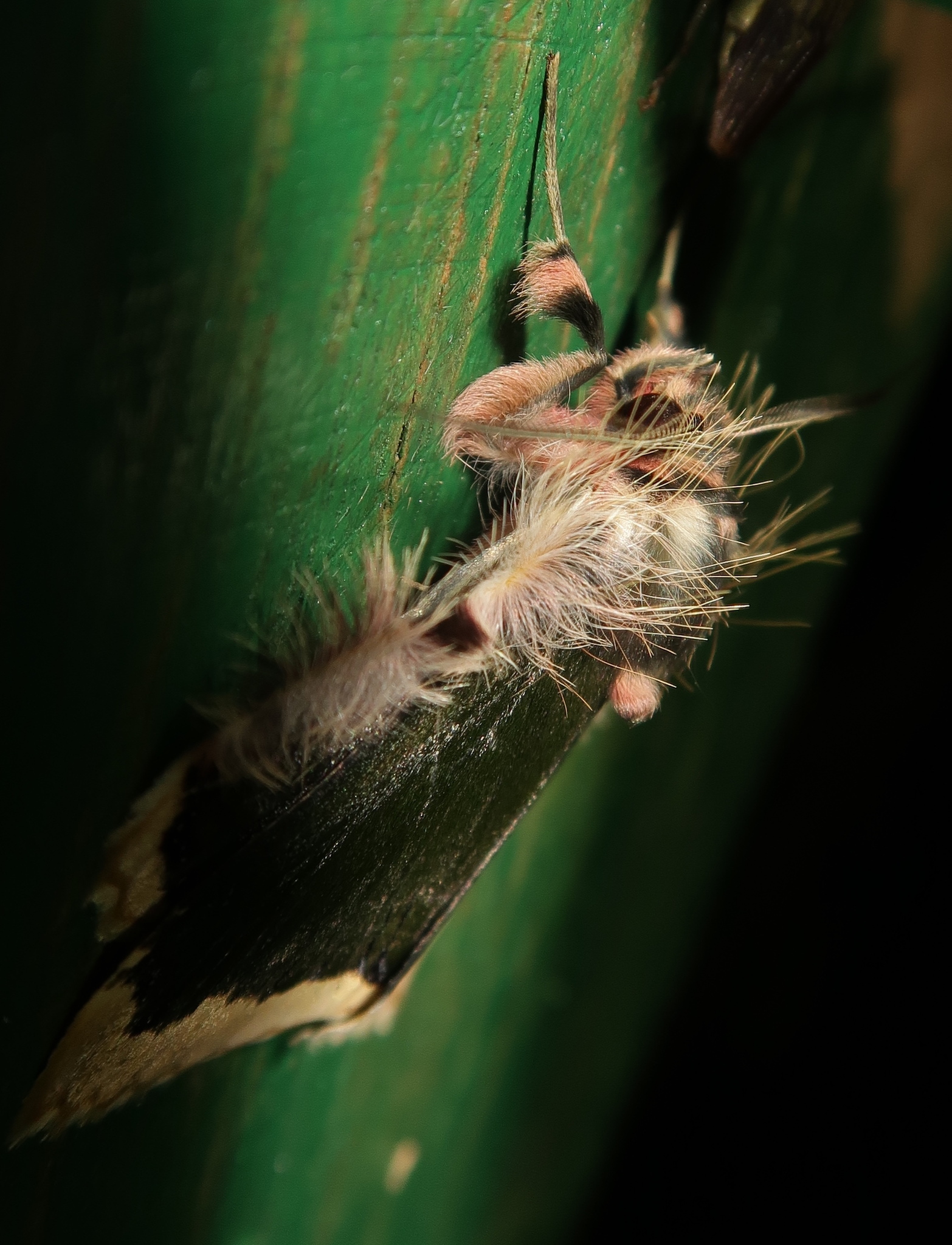 Ceroctena amynta image