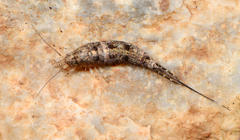 Meinertellidae
