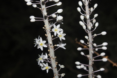 Drimia aphylla
