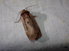 Ochropleura