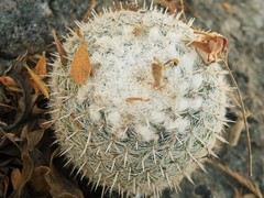 Mammillaria klissingiana
