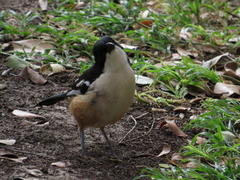 Laniarius ferrugineus ferrugineus