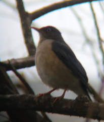 Turdus reevei