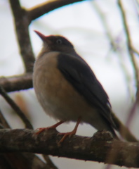 Turdus reevei