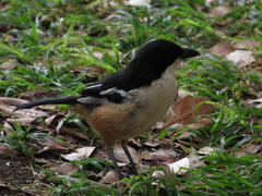Laniarius ferrugineus ferrugineus
