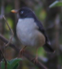 Turdus reevei