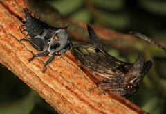 Oxyrhachis