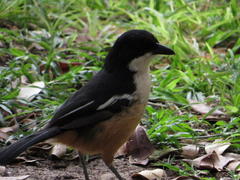 Laniarius ferrugineus ferrugineus