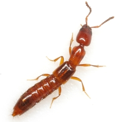 Lithocharodes ruficollis