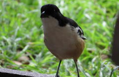 Laniarius ferrugineus ferrugineus