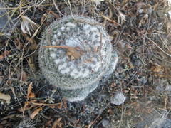 Mammillaria klissingiana