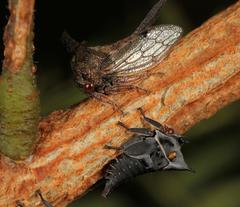Oxyrhachis