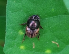 Digitonthophagus