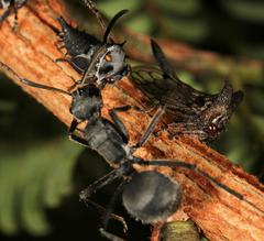 Oxyrhachis