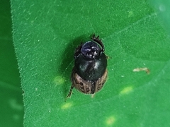 Digitonthophagus