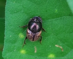 Digitonthophagus
