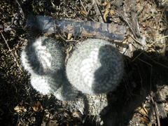 Mammillaria klissingiana