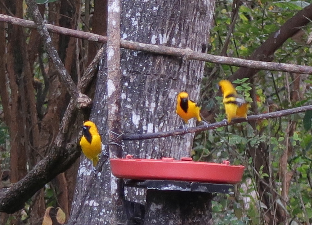 Icterus mesomelas image