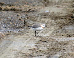 Charadrius pallidus pallidus