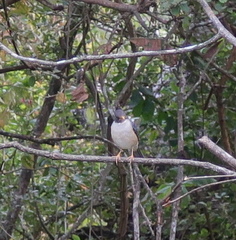 Turdus reevei