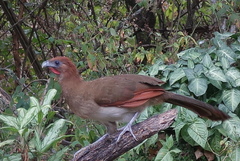 Ortalis erythroptera