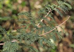 Albizia harveyi