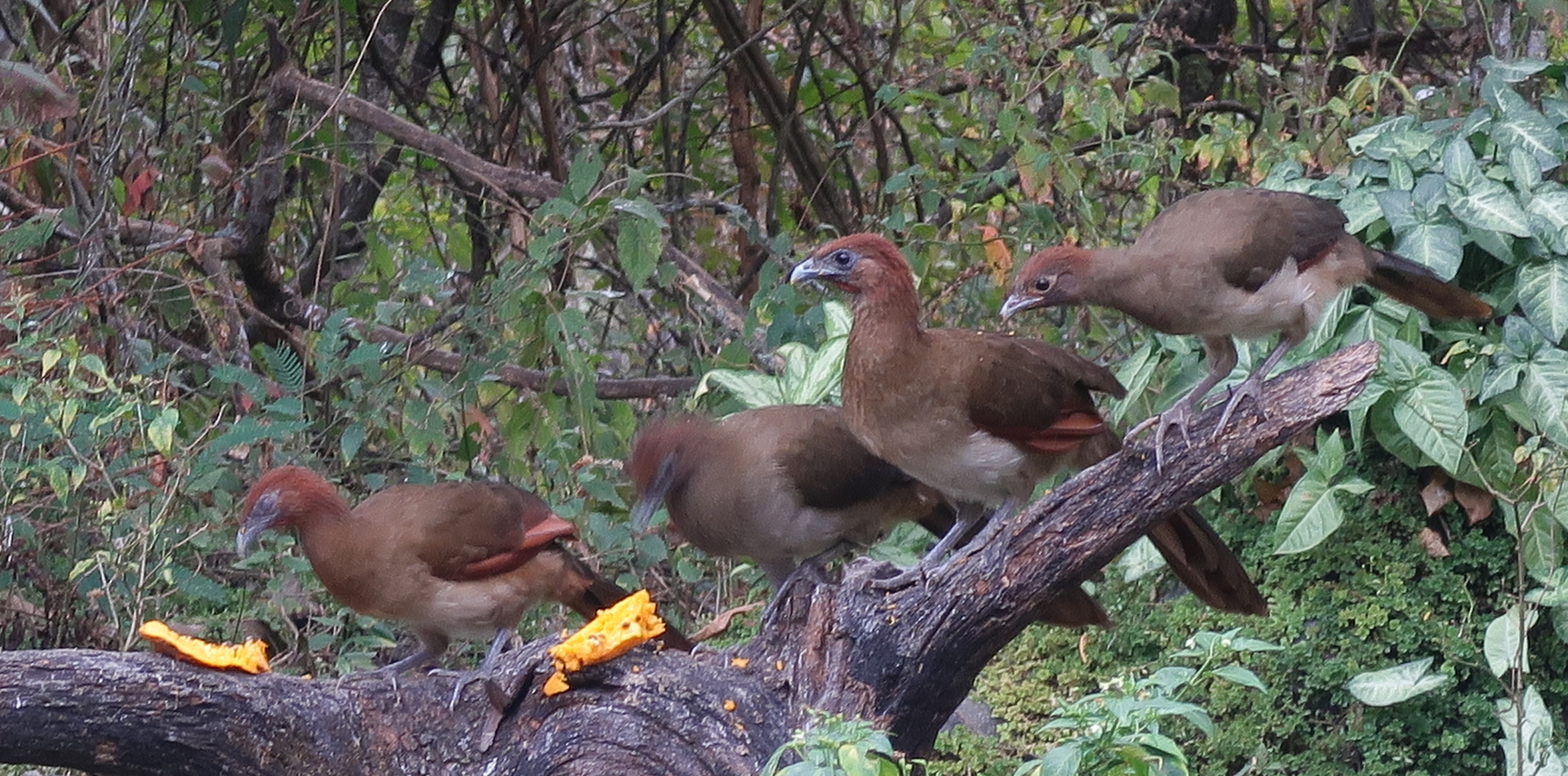 Cracidae image