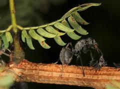 Albizia harveyi