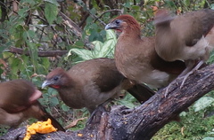 Ortalis erythroptera