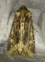 Helotropha reniformis