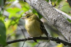 Setophaga castanea