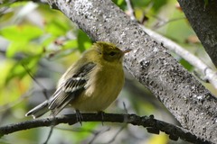 Setophaga castanea