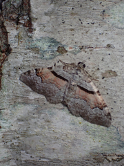 Xanthorhoe packardata