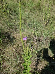 Verbena stricta