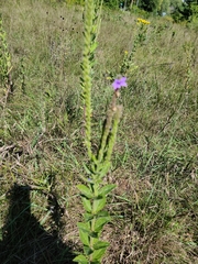 Verbena stricta