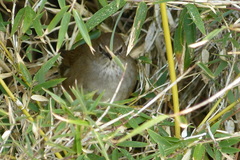 Locustella alishanensis