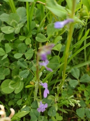 Lobelia fenestralis