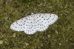 Xenoplia trivialis