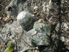 Astrophytum myriostigma