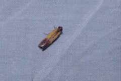 Piesmopoda semilutea