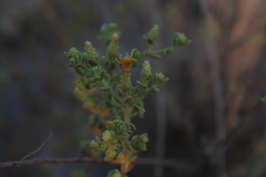 Chiliadenus iphionoides