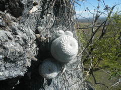 Mammillaria klissingiana